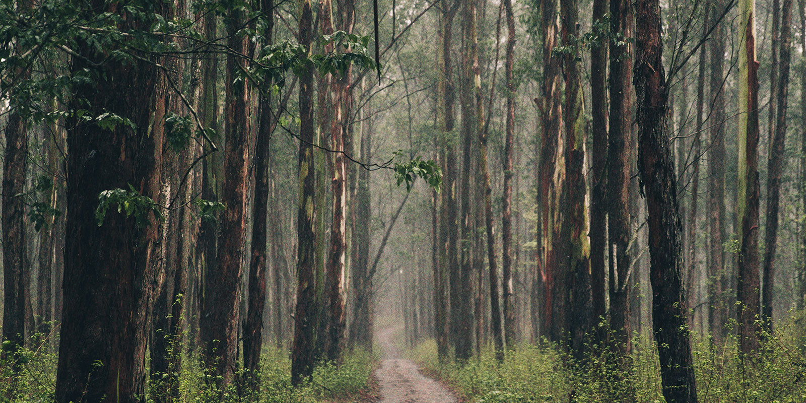 long-forest-path_5b7cf9da-5236-4fcb-8976-b059de4310eb.jpg